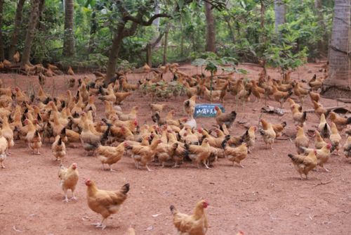 椰林散养文昌鸡,直播间每月卖10万只 海南农产品卷起来了