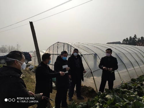 武汉市农技中心依托科技和服务编织抗疫 菜篮子
